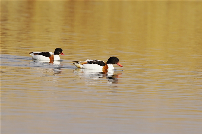 cNVK,Common Shelduck